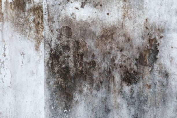 Best Mold Remediation for Rental Properties  in Britt, IA
