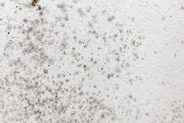 Best Black Mold Removal  in Britt, IA
